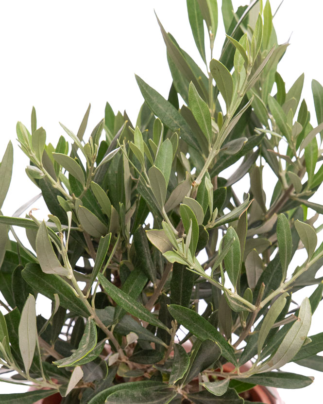 Olive tree (Olea) in a ceramic pot