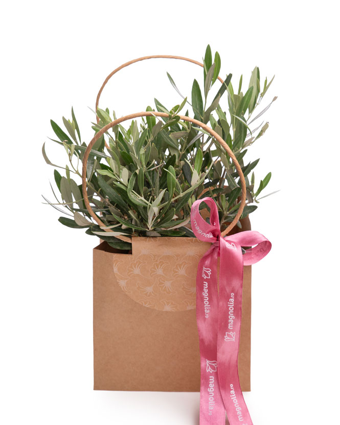 Olive (Olea) in a gift bag