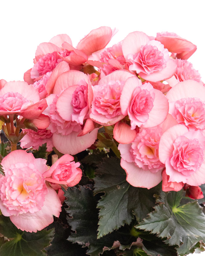 Pink begonia in ceramic pot