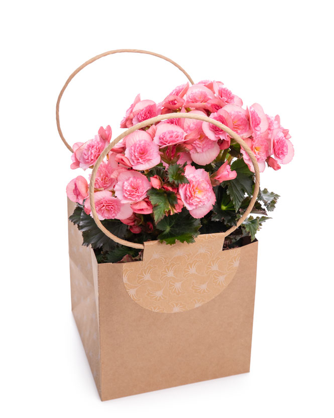 Pink begonia in gift bag