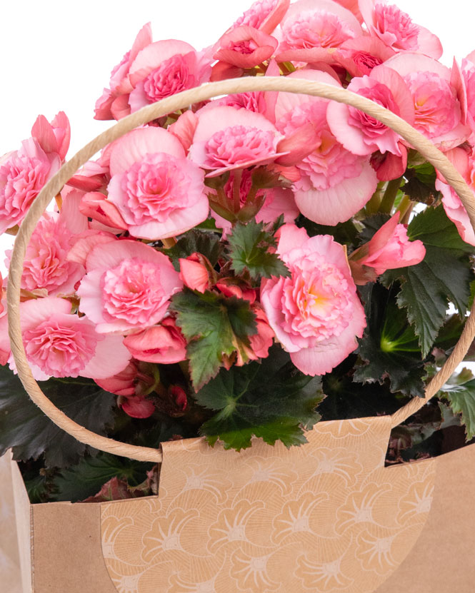 Pink begonia in gift bag