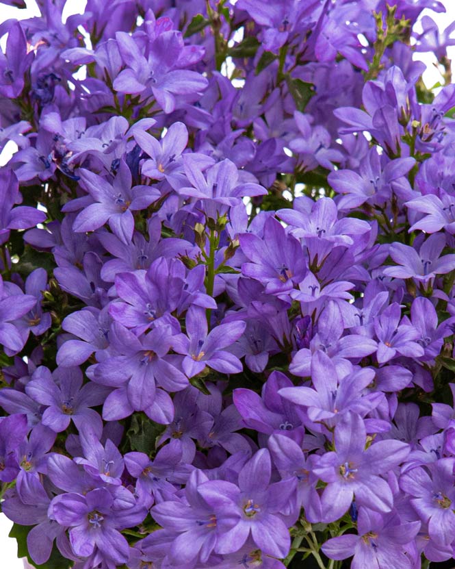 Planta Campanula în ghiveci ceramic