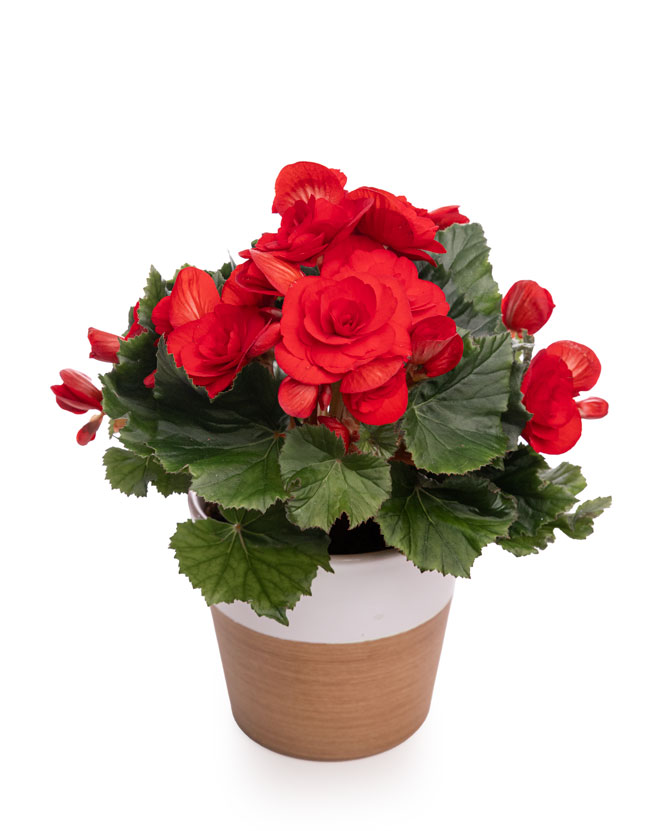Red begonia in a decorative pot