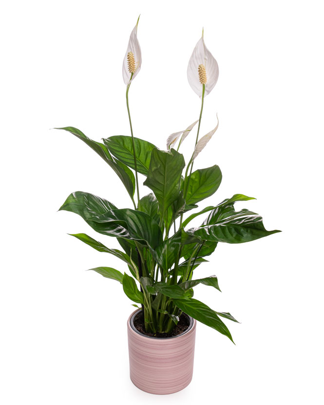 Spathyphyllum plant with decorative pot