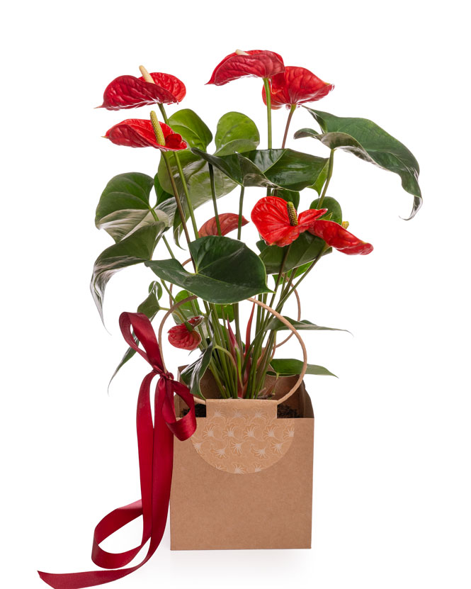 Planta anthurium roşu în pungă cadou