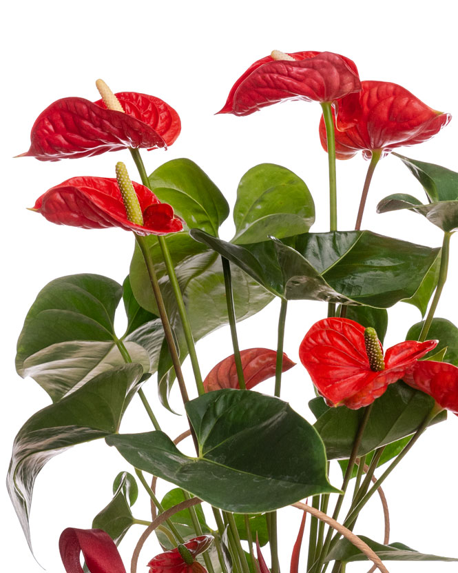 Planta anthurium roşu în pungă cadou