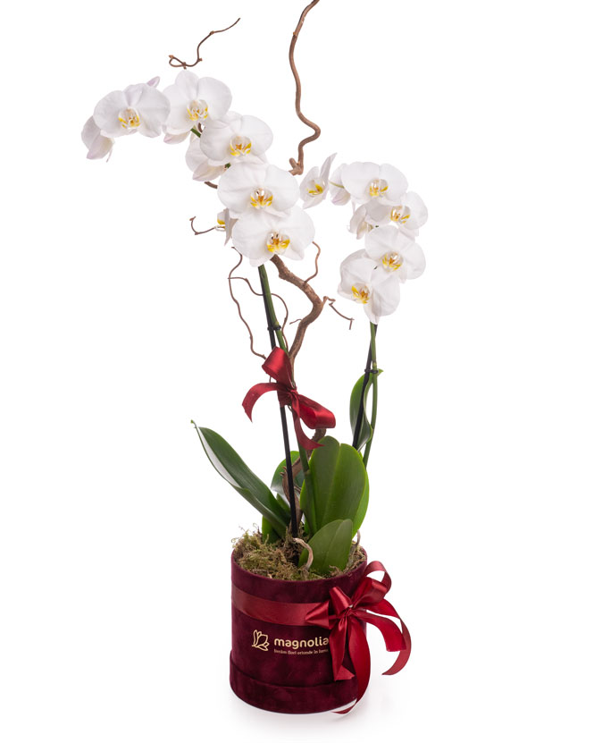 White Phalaenopsis orchid in a velvet box