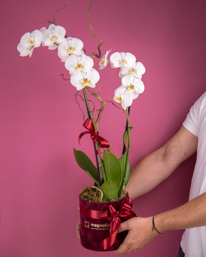 White Phalaenopsis orchid in a velvet box