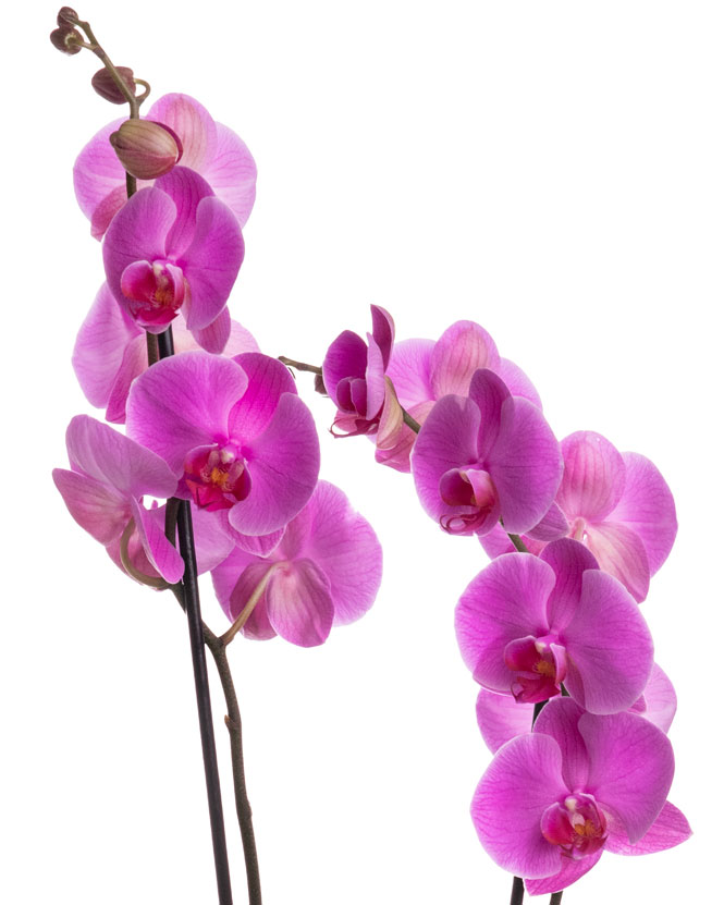 Orhidee Phalaenopsis mov în cutie catifelată