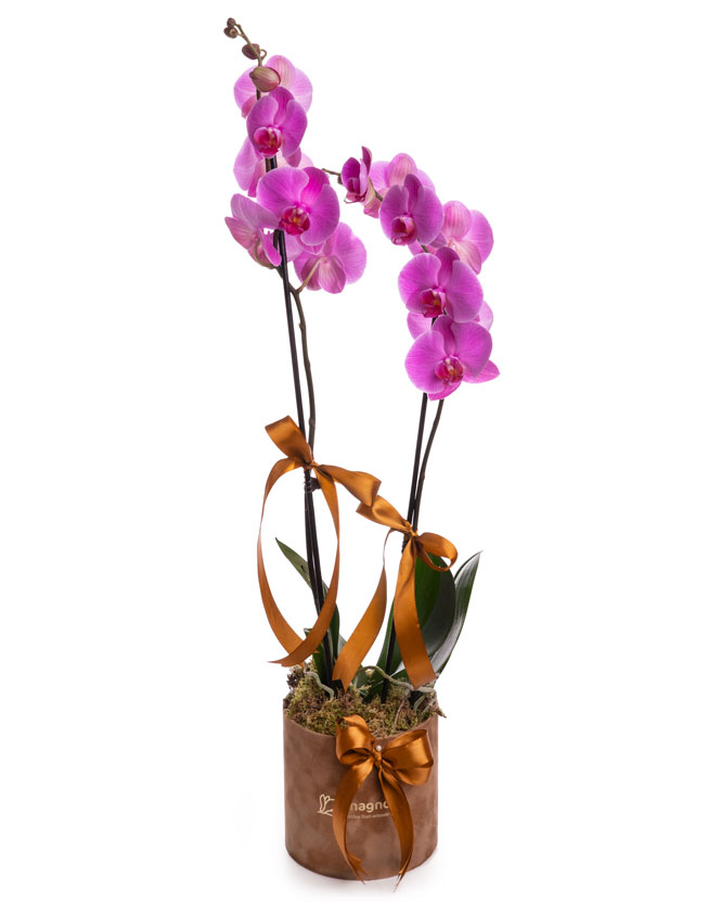 Purple Phalaenopsis orchid in a velvet box