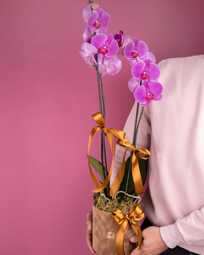 Purple Phalaenopsis orchid in a velvet box