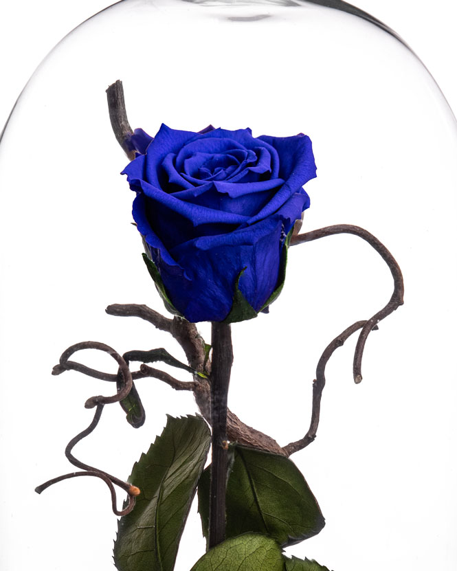 Blue cryogenic rose in the dome