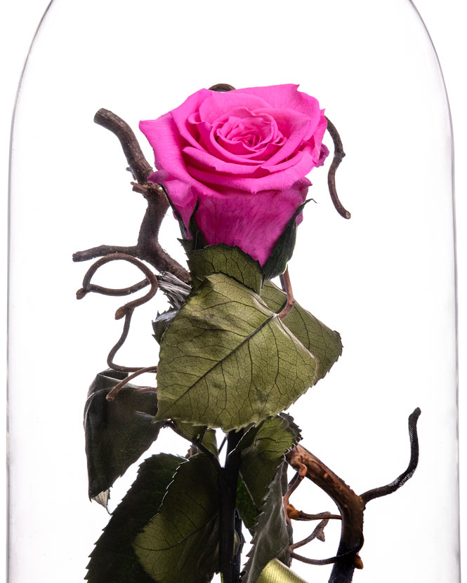 Pink Cryogenic Rose in a Dome