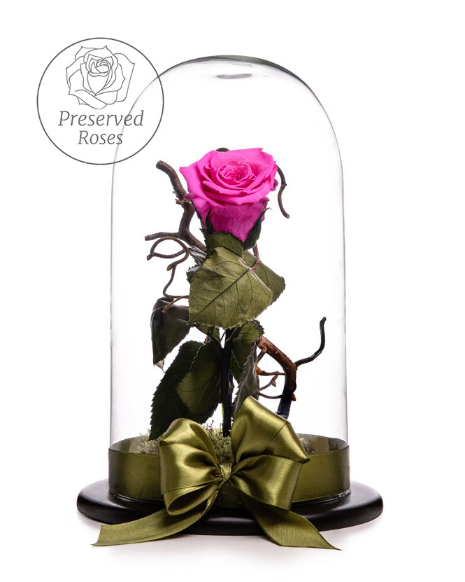 Pink Cryogenic Rose in a Dome