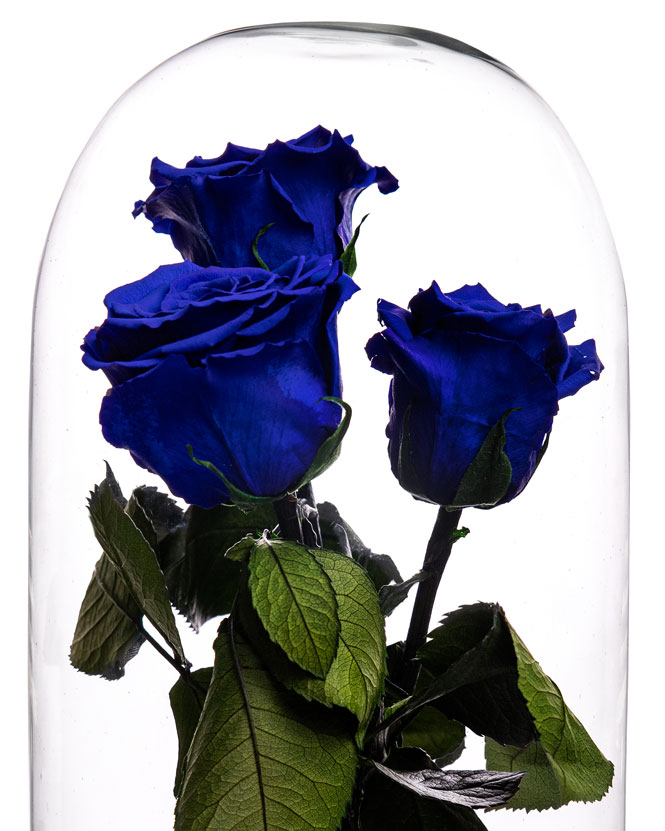 Cupolă cu 3 trandafiri criogenați albaștri
