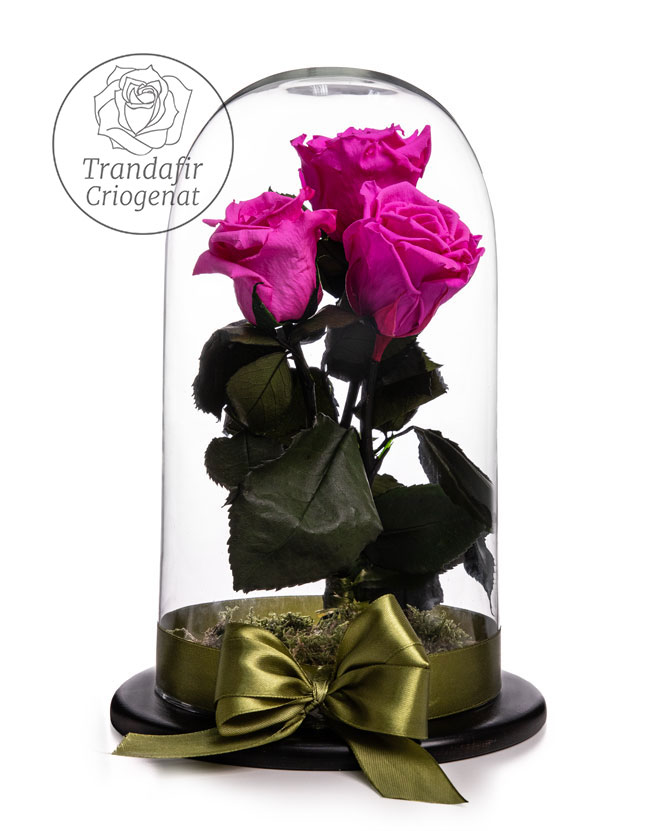 Cupolă cu 3 trandafiri criogenați roz