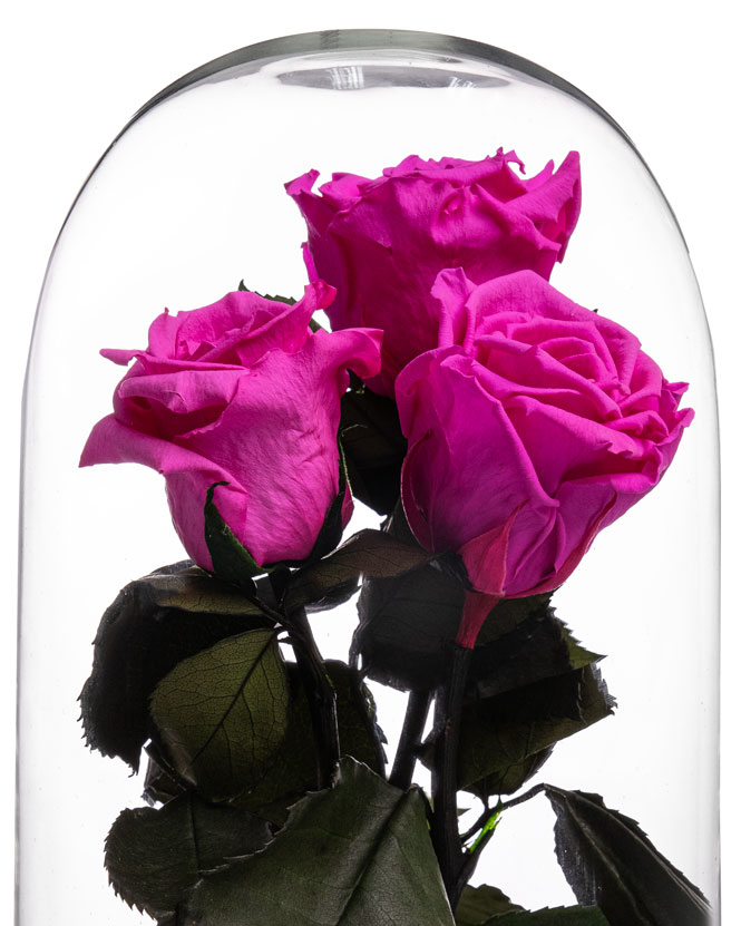 Dome with 3 Cryogenic Pink Roses