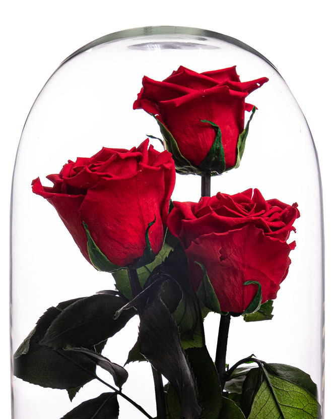 Cupolă cu 3 trandafiri criogenați roșii