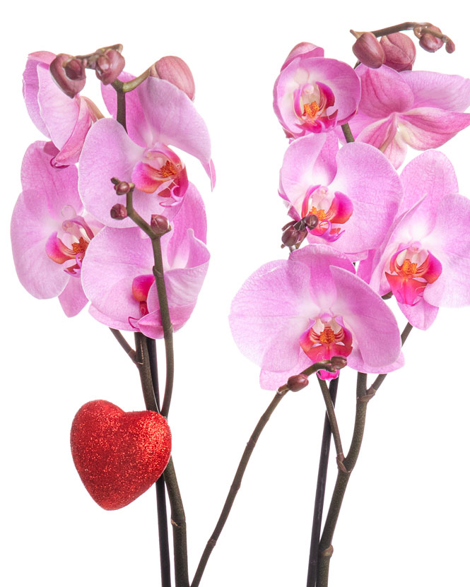 Pink Phalaenopsis orchid