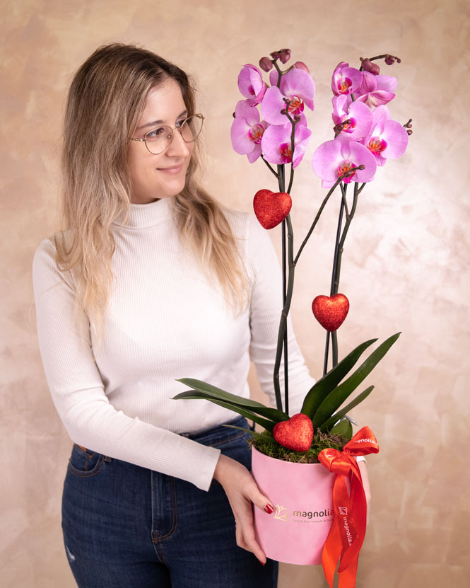 Pink Phalaenopsis orchid