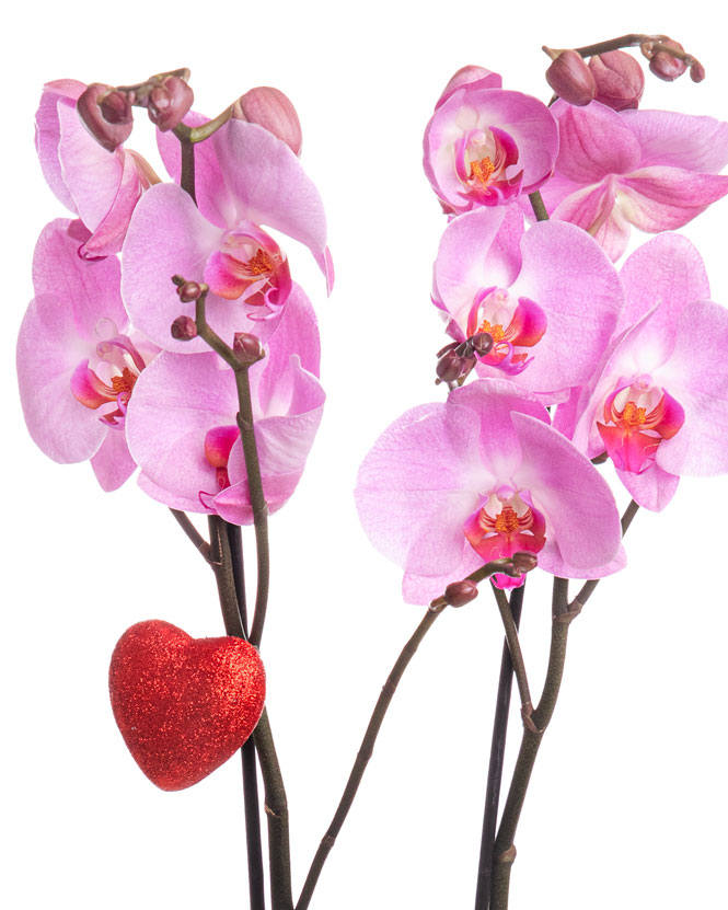 Orhidee Phalaenopsis roz