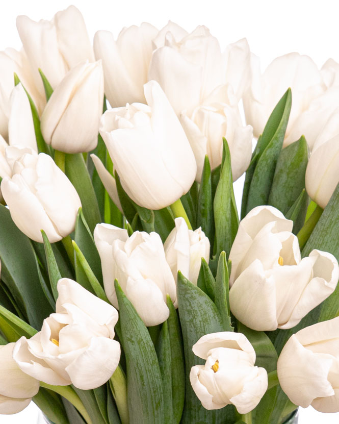 Bouquet of white tulips in a glass vase