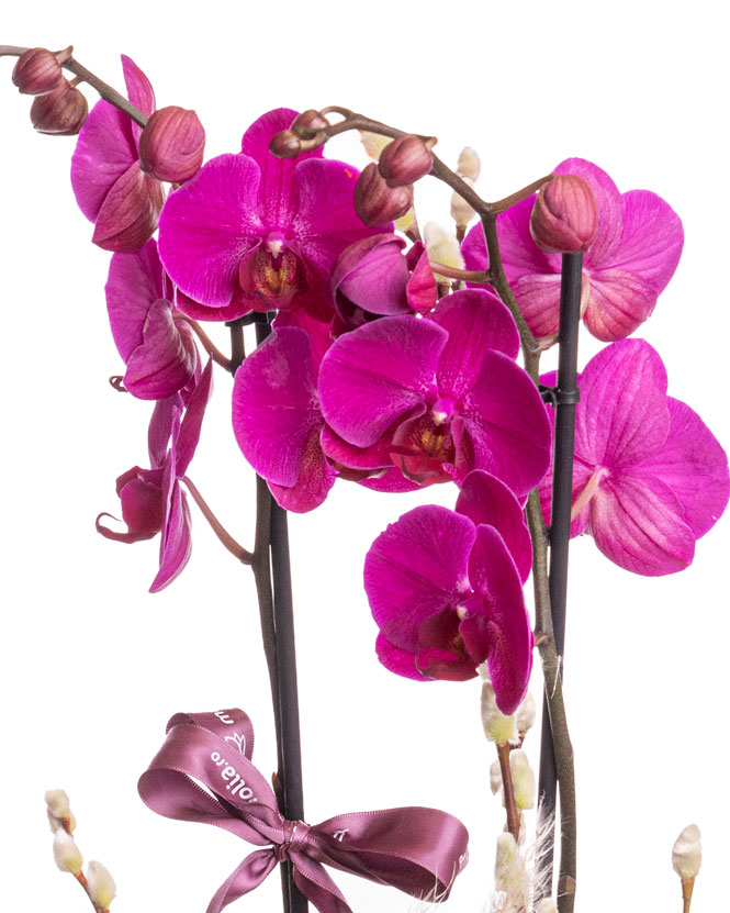 Aranjament de Paște cu orhidee