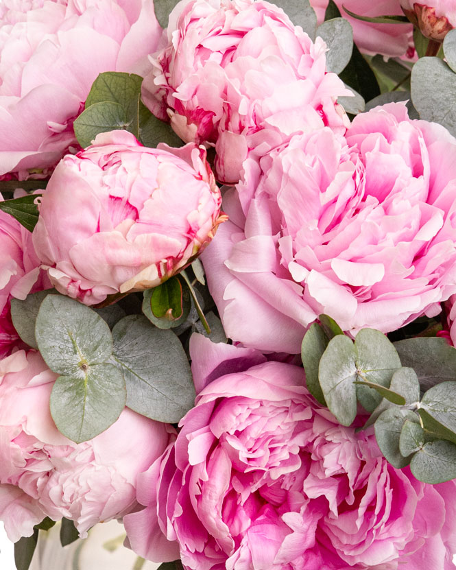 Bouquet of peonies