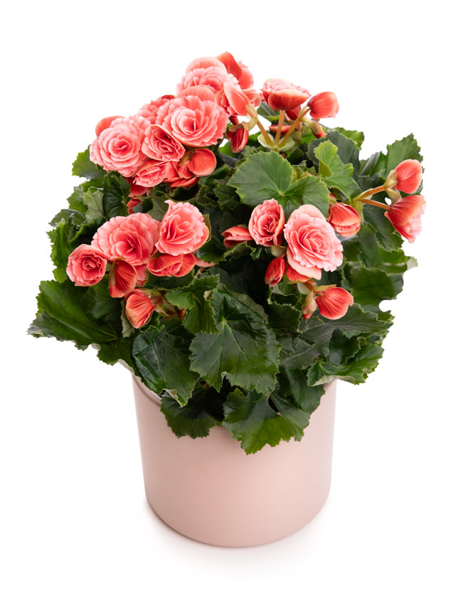 Pink begonia in ceramic pot