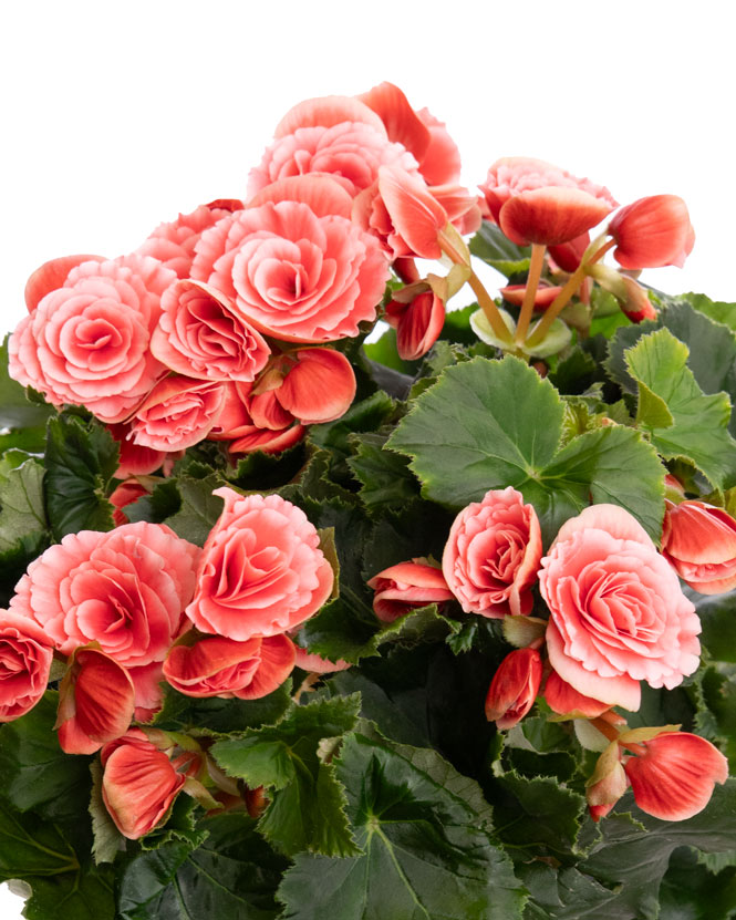 Pink begonia in ceramic pot