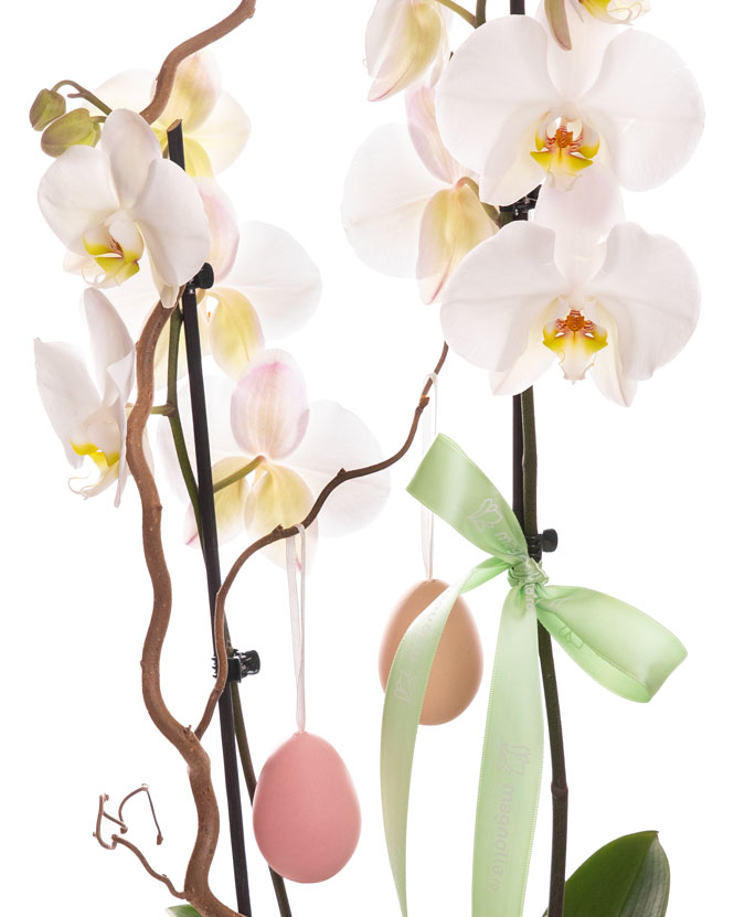 Orchid Easter arrangement