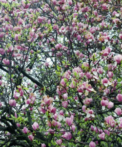 MAGNOLII 0