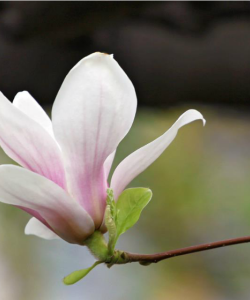 MAGNOLII 1