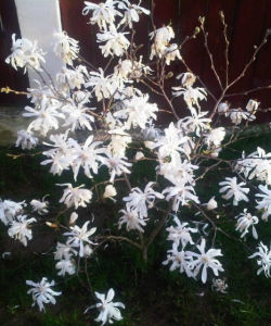MAGNOLII 13