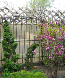 MAGNOLII 14