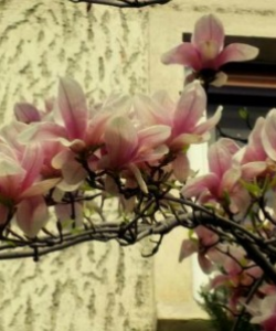 MAGNOLII 6