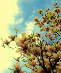 MAGNOLII 4