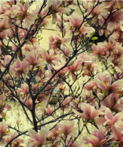 MAGNOLII 5