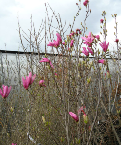 MAGNOLII 17