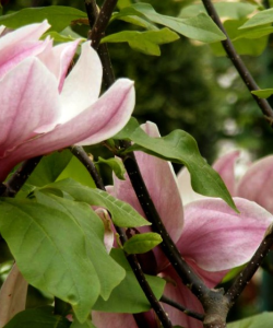 MAGNOLII 8