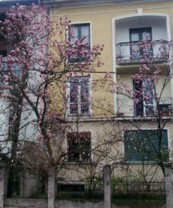 MAGNOLII 10