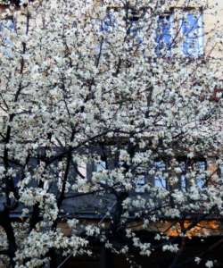 MAGNOLII 11