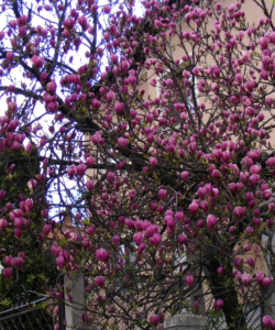 MAGNOLII 7