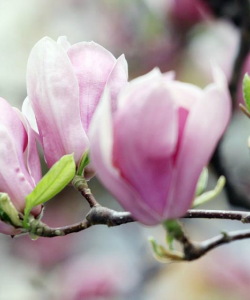 MAGNOLII 3