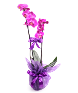 Aranjament orhidee Phalaenopsis mov 