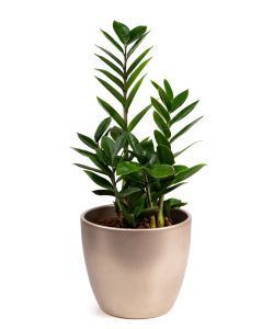 Planta Zamioculcas