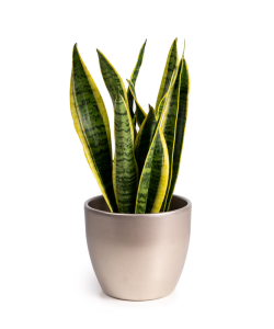 Planta Sansevieria (Limba Soacrei)