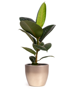 Planta Ficus Elastica