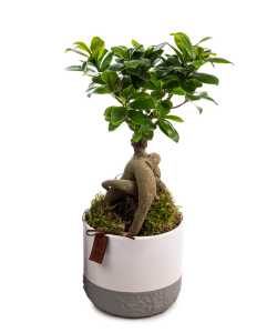 Planta Ficus Ginseng