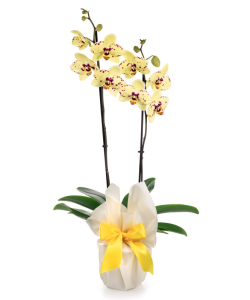 Orhidee Phalaenopsis galbena